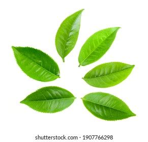 Green Tea Leaves Stock Photos and Pictures - 731,316 Images | Shutterstock