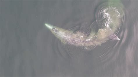 New publication reveals gray whale habitat use patterns over three ...