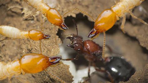 Ants vs Termites - Big battle between two largest armies - YouTube