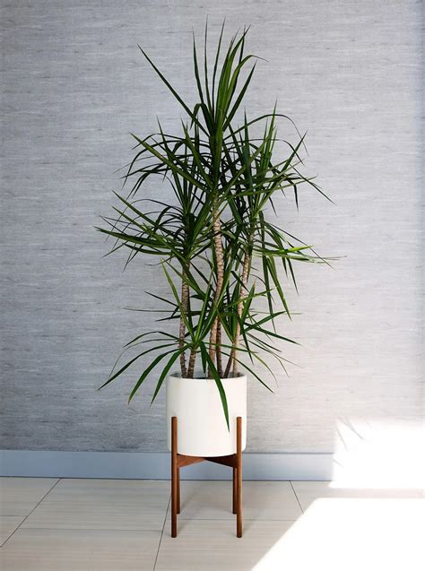 21 Best Indoor Trees and Tropical Plants to Grow in Your Living Room | Living room plants ...