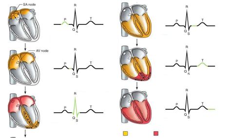 Depolarization And Repolarization Of Heart: Action, 55% OFF