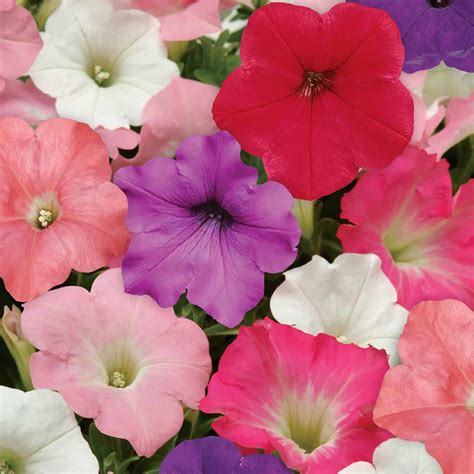 Petunia - Easy Wave Flower Garden Seed - 100 Pelleted Seeds - Formula Mix Blooms - Annual ...