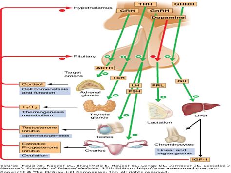 Hypophysis hypofunkció Hypophysis hátsólebeny működészavarai - ppt ...