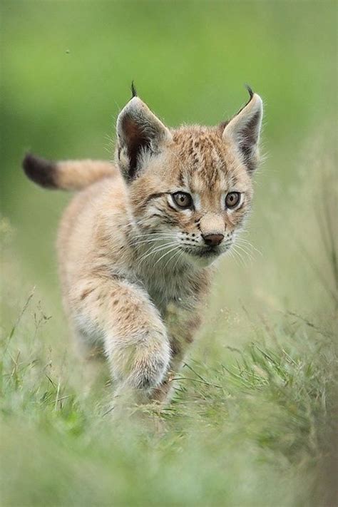 lynx cub | All Creatures Great and Small | Pinterest