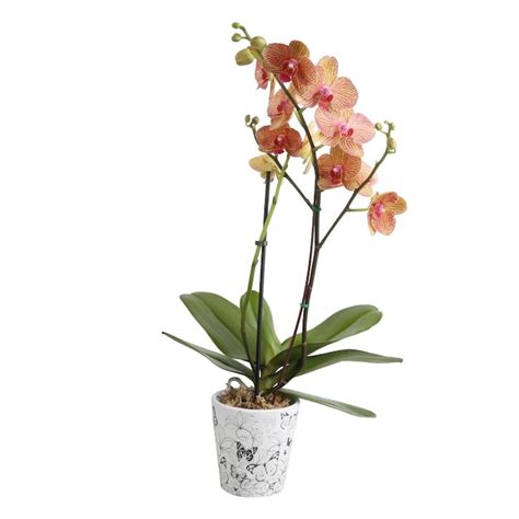 Costa Farms 5-in Multicolor Orchid in Ceramic (Ph05) in the House Plants department at Lowes.com