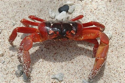 Christmas Island Red Crabs - Animals Of Oceania - WorldAtlas.com