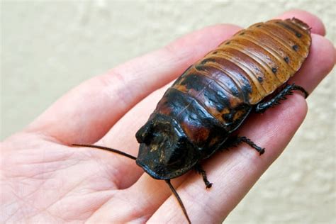 Madagascar Hissing Cockroach: History, Facts, Size, Habitat ...