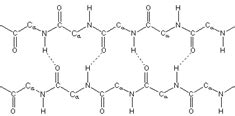 Antiparallel and Parallel Beta Sheets - Biochemistry Video | Clutch Prep