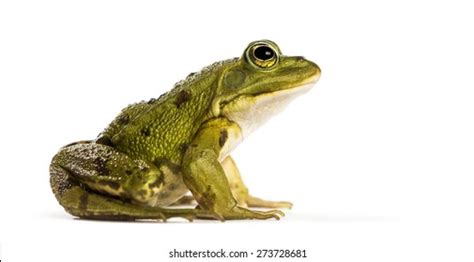 Common Water Frog Front White Background Stock Photo 273728681 ...