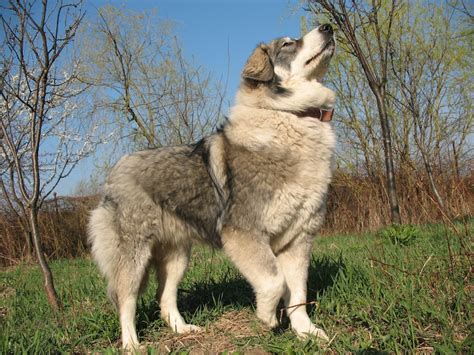 Carpathian Shepherd dog - Dog Breed Standards