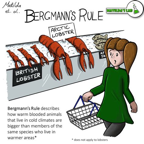 Bergmann’s Rule | Matilda's Lab