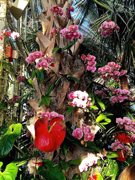 The New York Botanical Garden Orchid Show - Quintessence