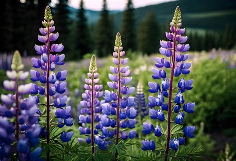 Lupine Blue Blossom Flowers Free Stock Photo - Public Domain Pictures