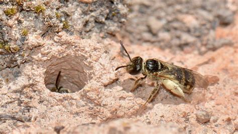 How to Get Rid of Ground Bees? Best Solutions To Deploy With Ease