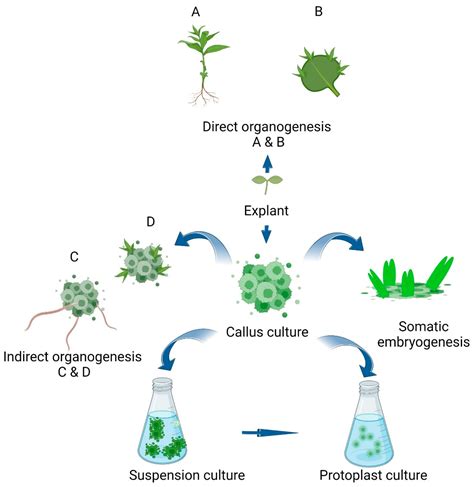 Plant Tissue Culture Callus