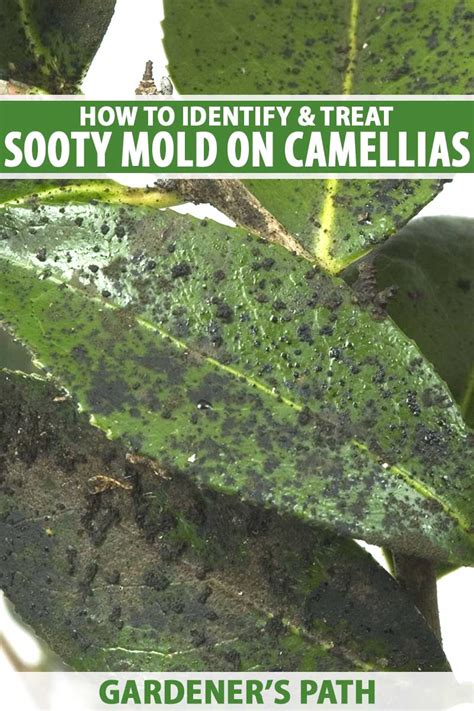 How to Treat Sooty Mold on Camellia Plants | Gardener’s Path