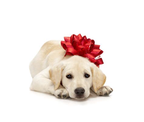 Puppy Wearing Bow | North Main Community Association