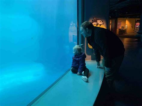 The Shedd Aquarium: Free Days, Discounts, and Tips (2024)