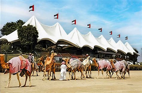 Camel Racing in Dubai 1980s