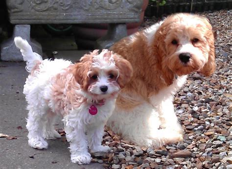 Cavapoo Breeders - Ultimate Breeders List 2021