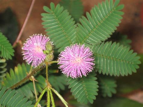 How to grow Mimosa pudica Mimosa Plant, Mimosa Tree, Mimosa Flower, Summer Plants, Summer ...