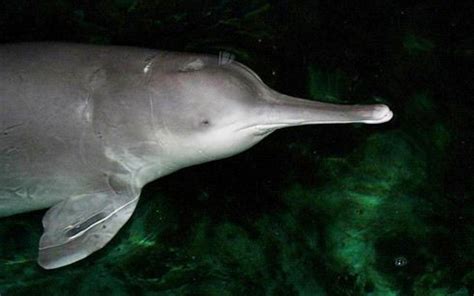 Baiji (yangtze river dolphin) Extinct Animals, Rare Animals, Prehistoric Animals, Wild Animals ...