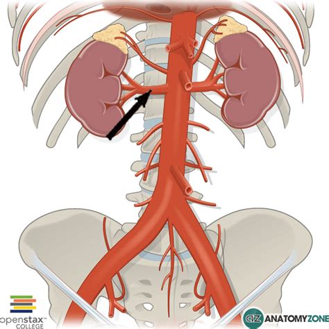 Internal Iliac Artery Branches : Internal Iliac Artery Mnemonic ...