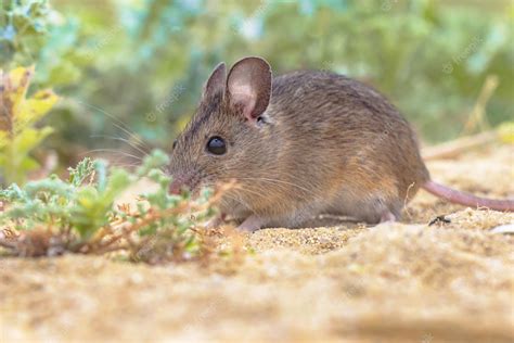 Premium Photo | Wood mouse in natural environment with plants