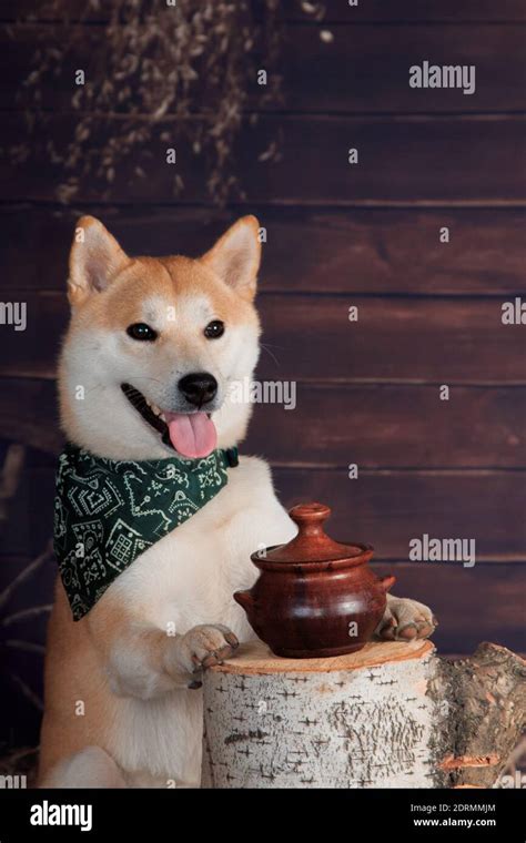 Brown potty, Shiba Inu dog on a stump, on a rustic background in the ...