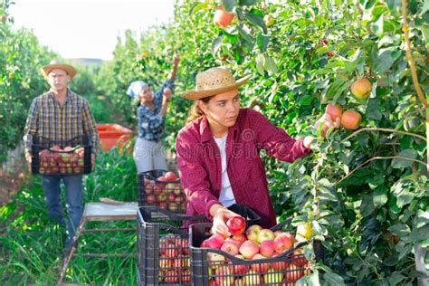 Young Female Farm Worker Harvesting Ripe Apples in Garden Stock Image - Image of trees, garden ...