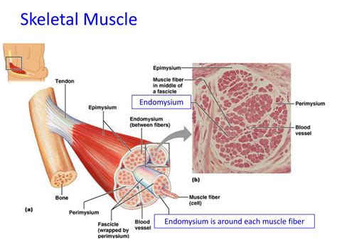 PPT - Muscle Tissue PowerPoint Presentation, free download - ID:1953701