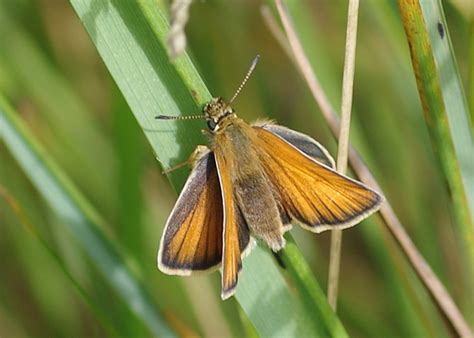 European Skipper Butterfly – Field Station