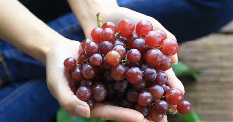 Hand shows a heap of red grapes harvested by herself in a red grapes ...