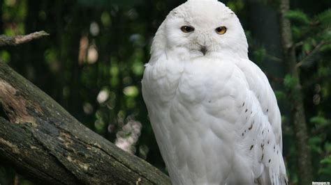 Snowy Owl HD Wallpaper | Background Image | 1920x1080 | ID:381266 ...