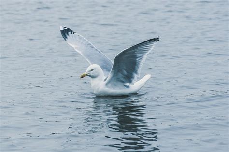 Gull Flying Water - Free photo on Pixabay