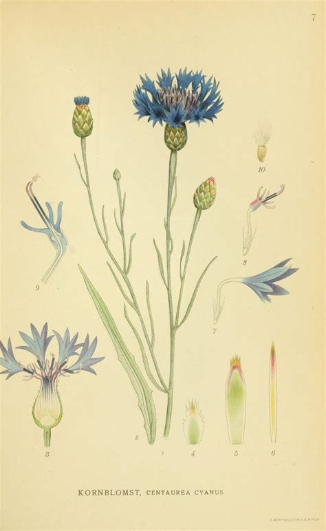 Centaurea Cyanus botacnical illustration - idea for my tattoo ...