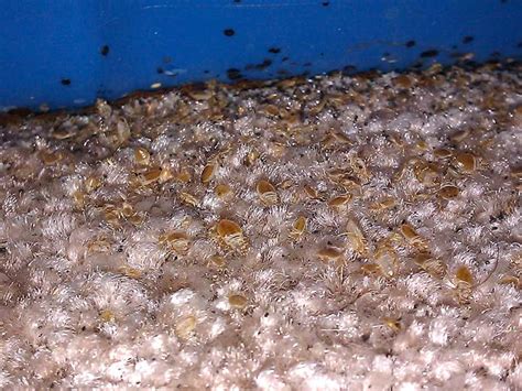 Bed-Bug-Infestation | Allied Pest Solutions