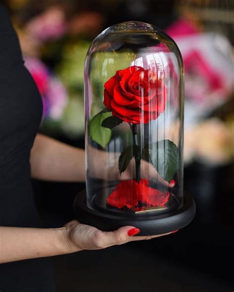 Real “Beauty And The Beast” Roses Exist, And They’ll Last For 3 Years | Bored Panda