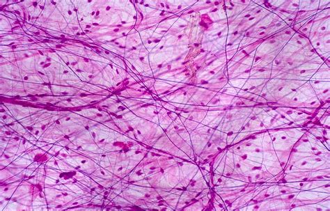 Areolar Connective Tissue: Structure, Fibers, Location And Functions