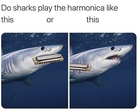 These Shark Memes Have Some Bite - Flipper Friends | Memes