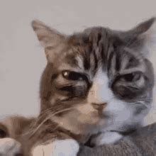 Winky Cat GIF - Winky Cat Face - Discover & Share GIFs