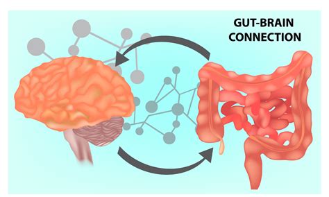 What Is The Gut-Brain Connection? - Life First