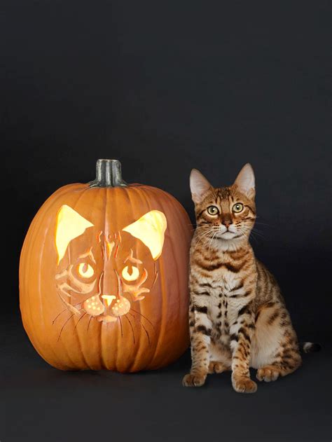 14 Free Cat Face Pumpkin Carving Stencils of Your Favorite Breeds