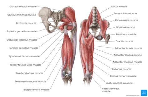 Lamer familia real ama de casa groin anatomy Sinis discordia Centelleo