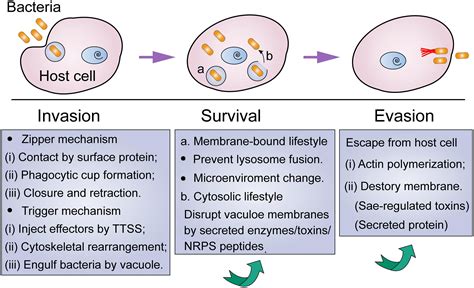 Frontiers | Heterogeneous Strategies to Eliminate Intracellular Bacterial Pathogens