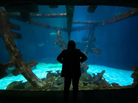 Shark Reef Aquarium at Mandalay Bay in Las Vegas | Jason Daniel Shaw