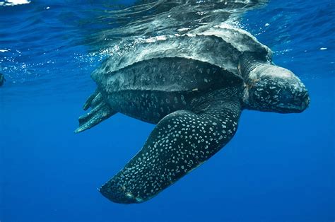 Leatherback Sea Turtles | www.imgkid.com - The Image Kid Has It!