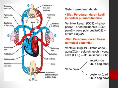 Jelaskan Sistem Peredaran Darah - Homecare24