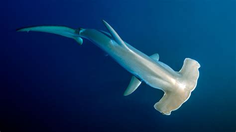 Something mysteriously killed nearly all sharks 19 million years ago ...