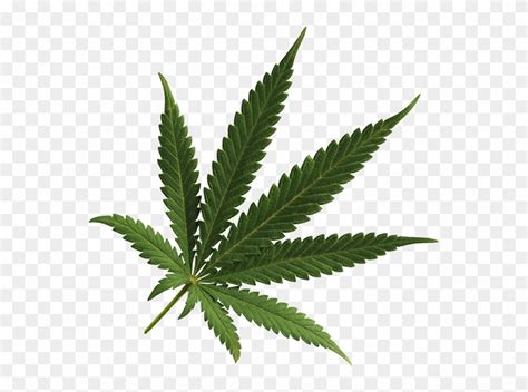 Marijuana Leaf Denver - Marijuana Leaf Transparent Background - Free ...